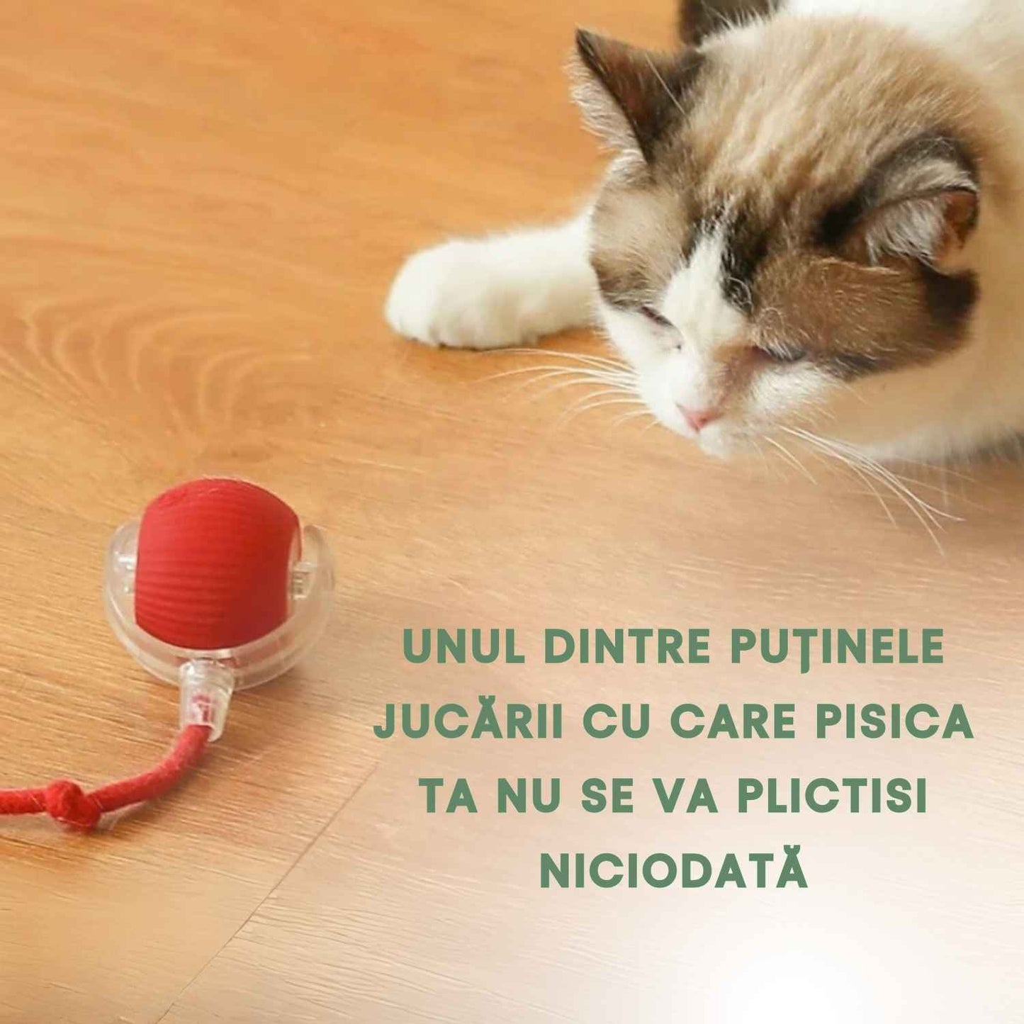 Minge inteligentă și interactivă pentru pisica ta – Se încarcă prin USB